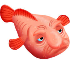 Baby blobfish.hmmm i wonder if this is like the baby polar bear that's been going around, or the rainbow owl. Blobfisch Zoocraft Wiki Fandom
