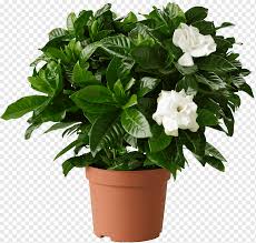 Creating a gardenia bonsai tree place your potted gardenia in a shallow pan or saucer in a location where the plant will get. Cape Jasmine Houseplant Garden Flowerpot Potted Plant Flower Gardenia Potted Plant Png Pngwing