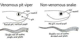 Non Poisonous Snakes In Georgia One Way To Distinguish Most Venomous From Non Venomous Snake Snake Shedding Snake Venom Snake