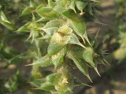 Image result for Salsola kali