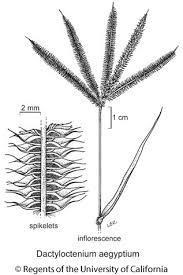 Image result for Dactyloctenium geminatum