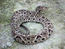 Bothrops Jararacussu Commonly Known In English As The Jararacussu Is A Venomous Pit Viper Species Endemic To South Am Animais Venenosos Cobras Urutu Cruzeiro