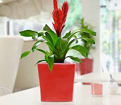 Red glazed indoor plant pots planters the. Souvnear 4 5 Ceramic Planter Pot For Indoor And Outdoor Red Square Small Herb Planter Decorative Planters