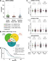 Dec 16, 2014 · affected individuals can experience severe mucocutaneous bleeding, bleeding into the muscles and joints, joint damage, and the development of multiple hematomas. Estrogen Controls Mtor Signaling And Mitochondrial Function Via Wnt4 In Lobular Carcinoma Cells Biorxiv
