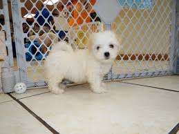 Ratings & reviews of the retreat state college in state college, pa. Craigslist Pets For Sale In North Carolina 07 2021