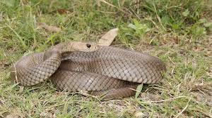 Rare footage captured of two eastern brown snakes during mating season