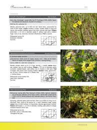 Image result for Sphedamnocarpus pruriens