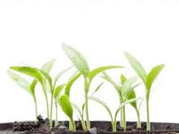 Follow this planting guide on how to plant eggplant seedling for success in your garden. Why White Spots Appeared On Eggplant Seedlings Farmer