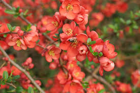 Check spelling or type a new query. Chaenomeles Japonica Was Bluht Jetzt