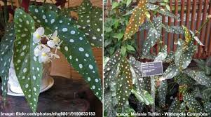 Signs you're overwatering a plant. Begonia Maculata Care How To Grow Polka Dot Begonia Wightii