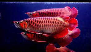 Basic Warna Ikan Arwana Red Ikan Ikan Akuarium Akuarium