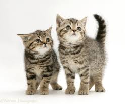Tiger striped kitten on pink blanket. British Shorthair Brown Tabby Kittens Photo Wp10117