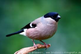 Gimpel ist gleich dompfaff gesang mit schöner stimme. Der Gimpel Dompfaff Steckbrief Brutzeit Nahrung Bilder Referat