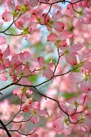 Like other dogwoods, 'red beauty' will work well in a woodland setting or as a specimen tree. Stunning Yet So Deceptively Gentle And Fragile Prompts A Smile And Lifts My Spirits In 2020 Dogwood Blooms Flowering Trees Pink Dogwood