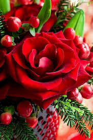 Christmas Winter Blessings Rose Christmas Flowers Red Roses