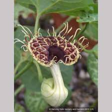 Image result for Aristolochia zenkeri