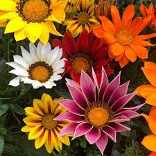Short and precise knowledge of gazania and petunia/care/tips/growing/colours of petunia/sunlight. Gazania Plug Plants Daybreak Mix Dobies