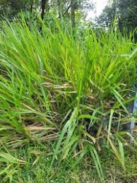 Image result for Urochloa brizantha