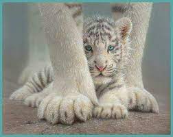 Pin On Cat Facts