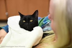 4.6 out of 5 stars 41. Education Innovation Fund For Veterinary Medical