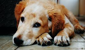 Parasiten sind nicht nur lästig, sondern können auch krankheiten übertragen. Warum Akarizide Gegen Parasiten Beim Hund Eine Schlechte Wahl Sind