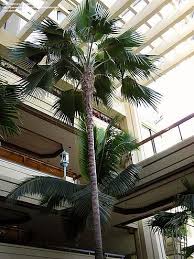 Image result for Pancovia holtzii