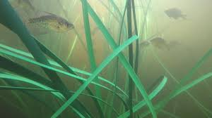 Biological Organization From Smallest To Largest That The Students Can Expect To Find At The Pond Check Out How Much The Fish Love Our Live Series Artificial Habitat Made From High Density Polyethylene Hdpe To Imitat Habitats Small Pontoon Boats All Fish