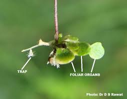 Image result for Utricularia striatula