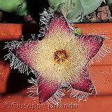 Image result for Tridentea marientalensis