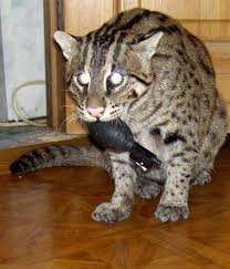 Наемники РФ грабят жилье гражданских лиц на Донбассе, - ГУР - Цензор.НЕТ 3900