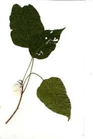 Image result for Macaranga mellifera