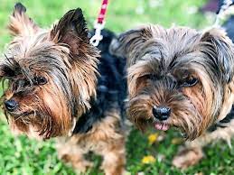 Kleine hunde in not, größe: Wunstorf Tierheim Wunstorf Sucht Neues Zuhause Fur Hunde