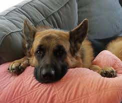 Maybe you would like to learn more about one of these? Otis Young Adult Male German Shepherd For Adoption Near Raleigh Nc
