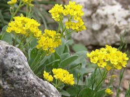 Image result for Barleria saxatilis