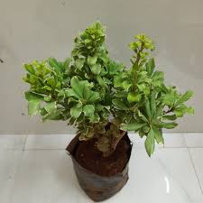 Variegated Pittosporum Variegated Japanese Mock Orange Nursery Buy