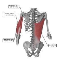 The clavicle (collarbone), the scapula (shoulder blade), and the humerus (upper arm bone) as well as associated muscles, ligaments and tendons. Crossfit Shoulder Muscles Part 2 Posterior Musculature