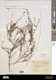 Image result for Crotalaria xanthoclada