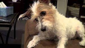 Look at pictures of jack russell terrier puppies who need a home. Jack Russell Terrier Reaction While Watching A Dog Cry On An Ipad Adorable Youtube