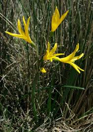 Image result for Cyrtanthus breviflorus