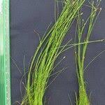 Image result for Eleocharis retroflexa