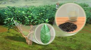 Image result for Camellia sinensis