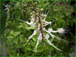 Misai kucing is a medicinal herb found mainly throughout south east asia and tropical australia which can grow to a height of 1.5m. Cara Menanam Herba Misai Kucing Dan Khasiatnya