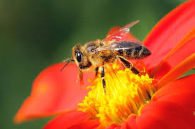 These all impact the attractiveness to different pollinators. Neonicotinoid Pesticides Are Slowly Killing Bees Pbs Newshour