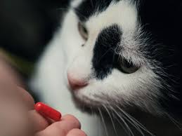 With regards to your cat's digestive system, dr. Insects That Are Toxic To Cats And A Few That Aren T