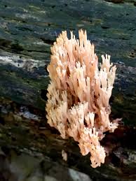 A sharp piece of stinging coral. Natural Areas Notebook Natural Areas Stewardship In Oakland Township Parks Page 2