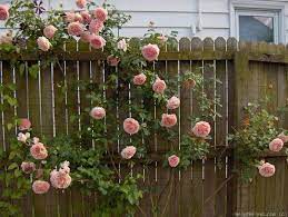 Ordered Abraham Darby By David Austin For My Garden Hoping To Make This A Fence Climber Behind My Pool Lo David Austin Climbing Roses Rose Fence Abraham Darby