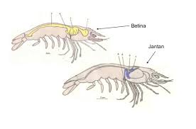 Maybe you would like to learn more about one of these? 10 Ciri Ciri Udang Dan Karakteristik Struktur Tubuh Lengkap