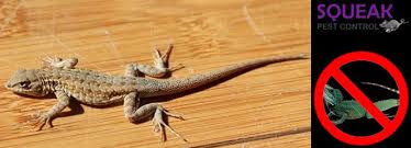 Lizards are common pests in houses, factories & building,. Remedies For Lizard Control