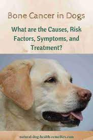 Natural urinary stone remedies procedure in dogs akebia, dianthus, gardenia, licorice root and plantago seed can. Bone Cancer In Dogs Osteosarcoma Symptoms And Treatment