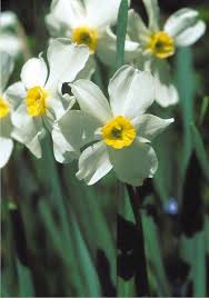 Pin On Gardens Bulbs Corms Rhizomes